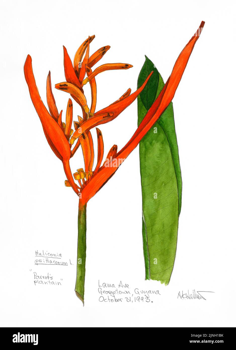 'Parrot's plantain' Heliconia psittacorum, L. painted by A. Kåre Hellum at Georgetown, Guyana October 31, 1993 Stock Photo