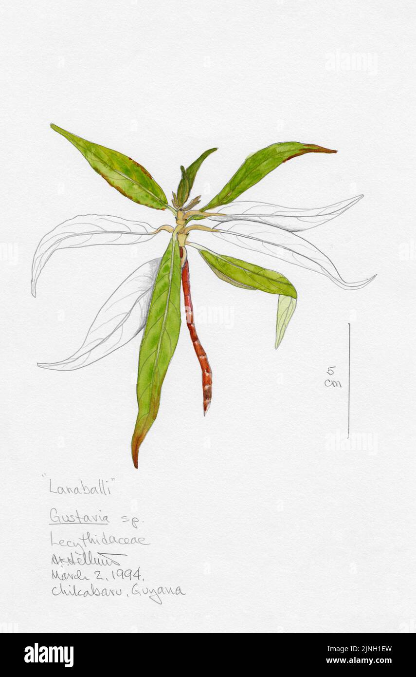 “Lanaballi” Gustavia sp. Lecythidaceae Chikabaru, Guyana March 02, 1994 Stock Photo