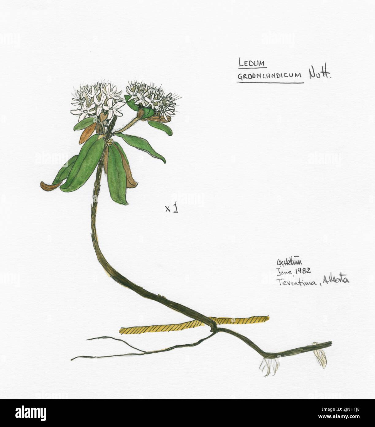 Ledum groenlandicum, Nutt. painted by A. Kåre Hellum at Terratima, AB June, 1982 Stock Photo