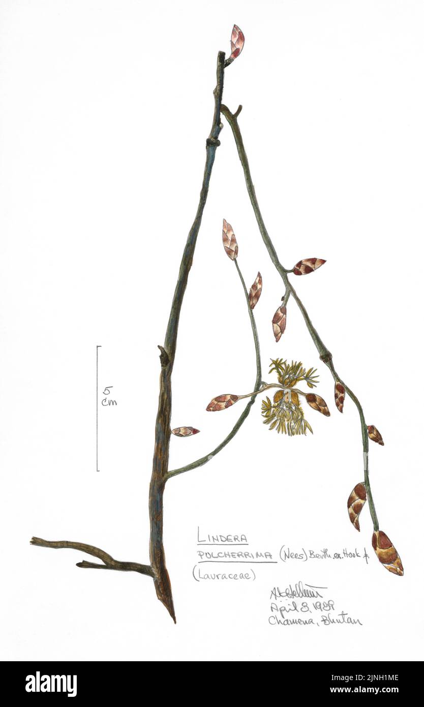 Lindera Polcherrima, (Nees) Berth, ex. Hoak (Lauraceae) painted by A. Kåre Hellum at Chemena, Bhutan April 08, 1989 Stock Photo
