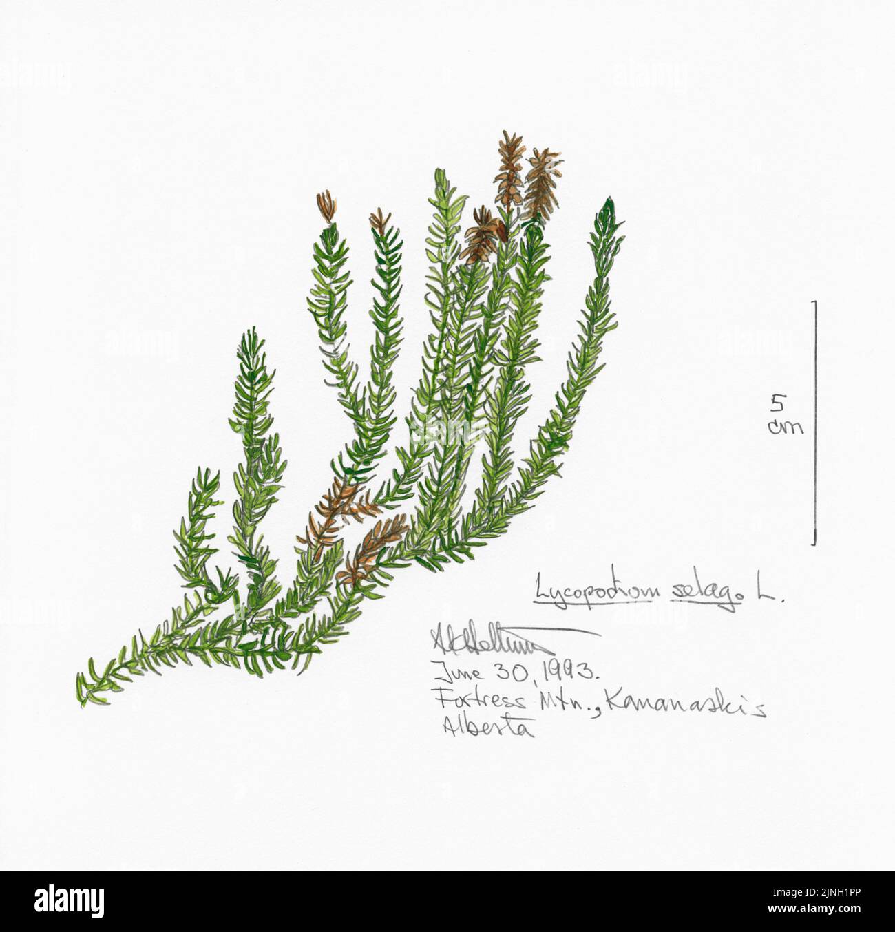 Lycopodium selago, L. painted by A. Kåre Hellum at Fortress Mountain, Kananaskis, Alberta June 30, 1993 Stock Photo