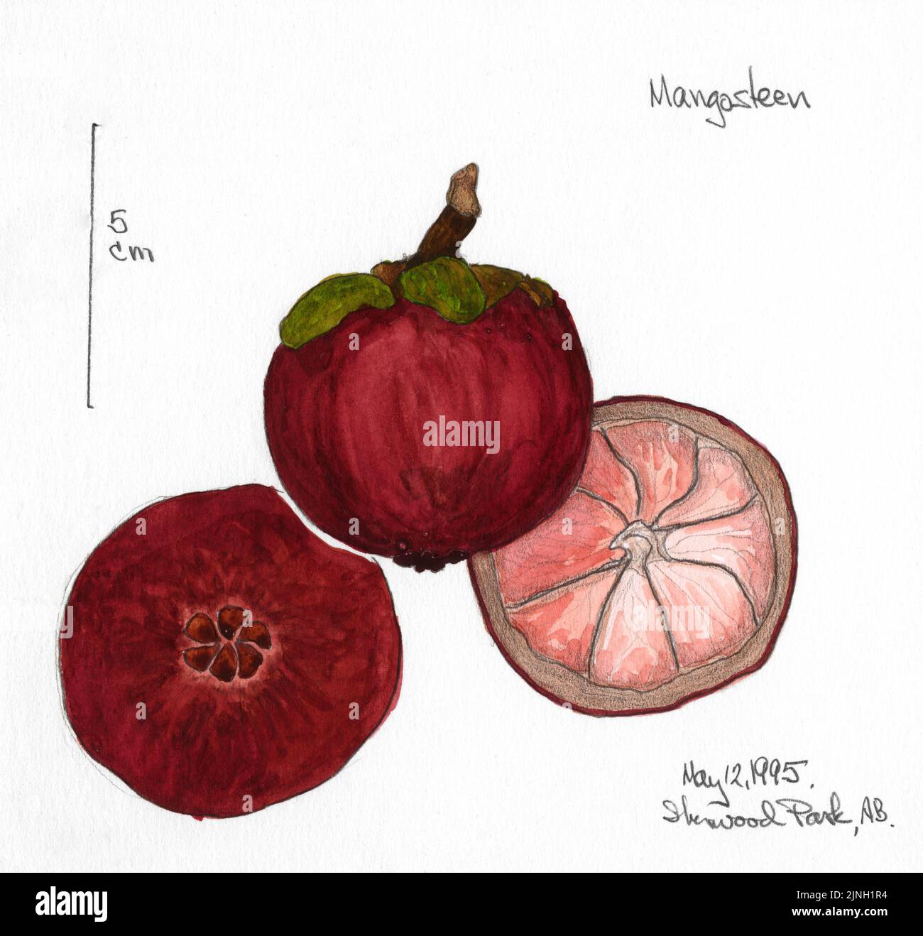 Mangosteen painted by A. Kåre Hellum at Sherwood Park, AB May 12, 1995 Stock Photo