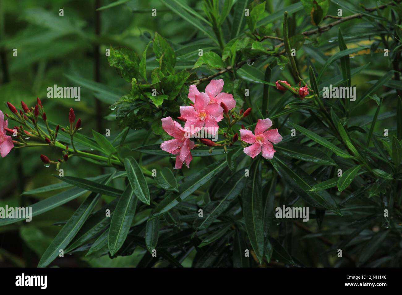 Pink Color Nerium Oleander Flower with white/ sky background with closeup shot Stock Photo