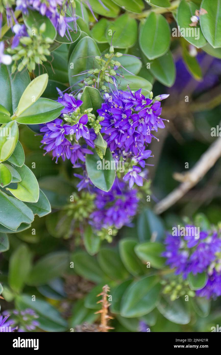 A beautiful view of the Hebe plants growing in Ireland Stock Photo