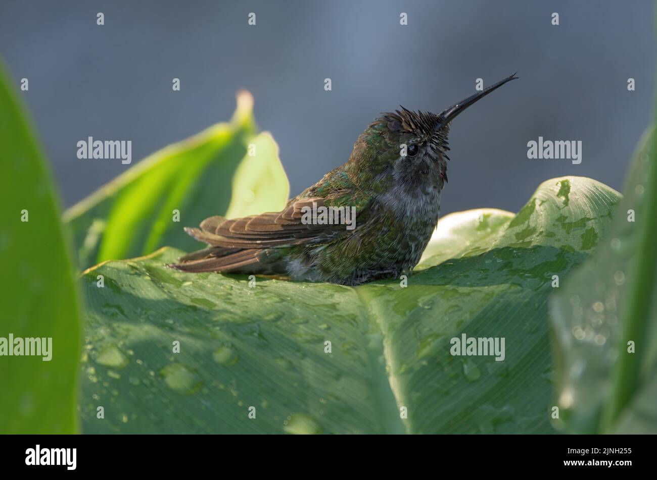 Young male Anna's hummingbird, Calypte anna, shown taking a bath among wet leaves. Stock Photo