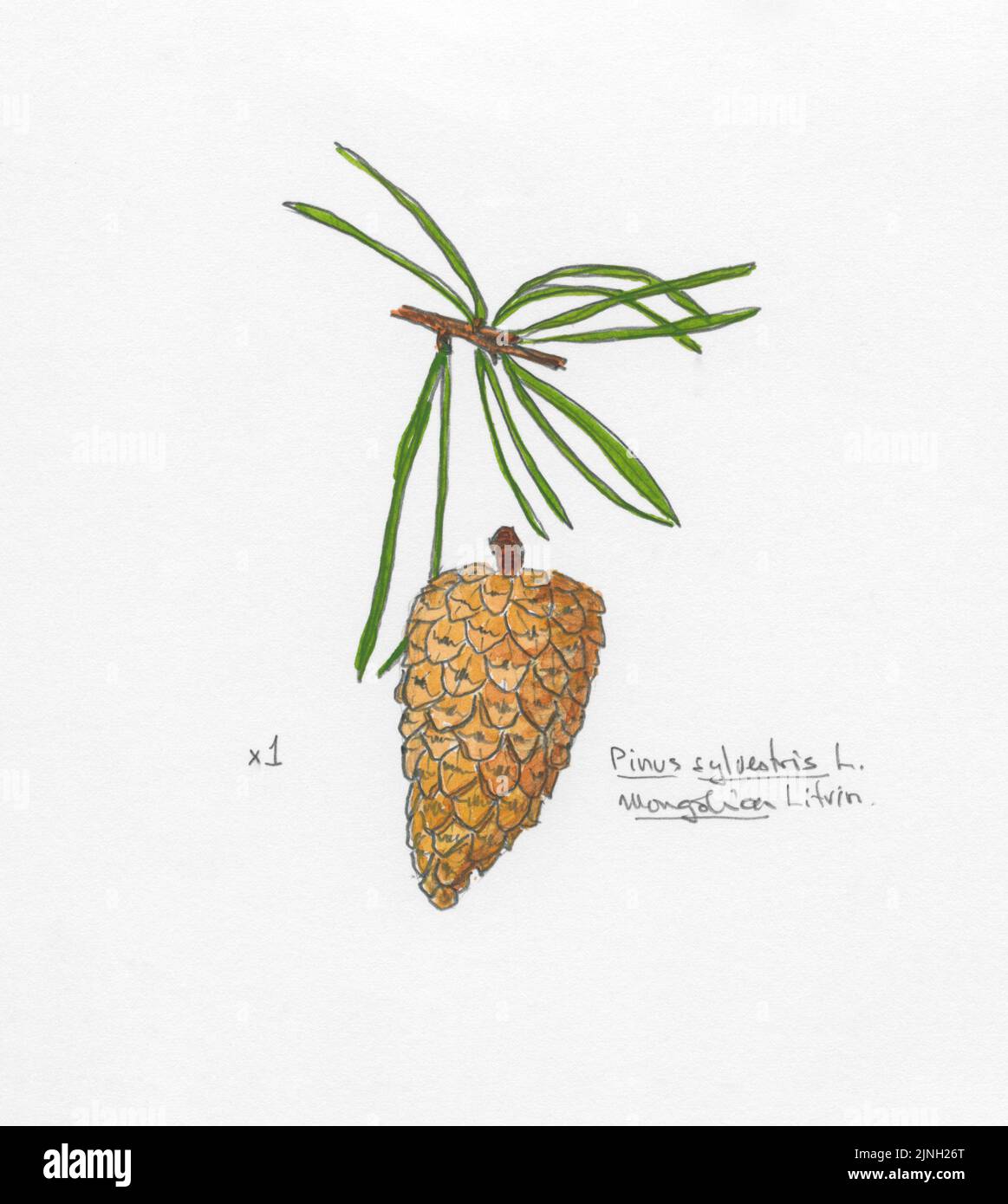 Pinus sylvestris, L. Mongolica Litrin Stock Photo