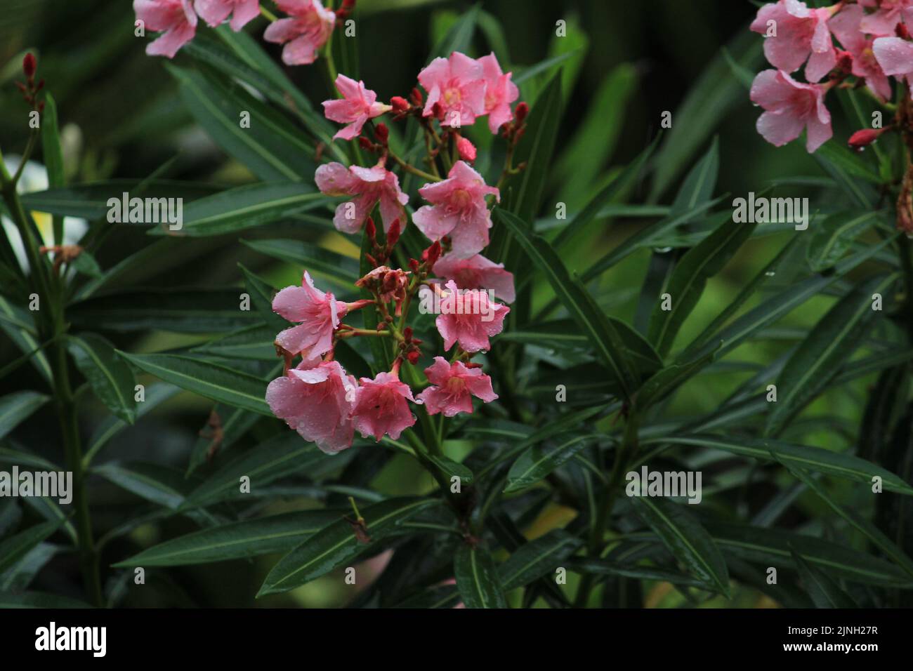 Pink Color Nerium Oleander Flower with white/ sky background with closeup shot Stock Photo