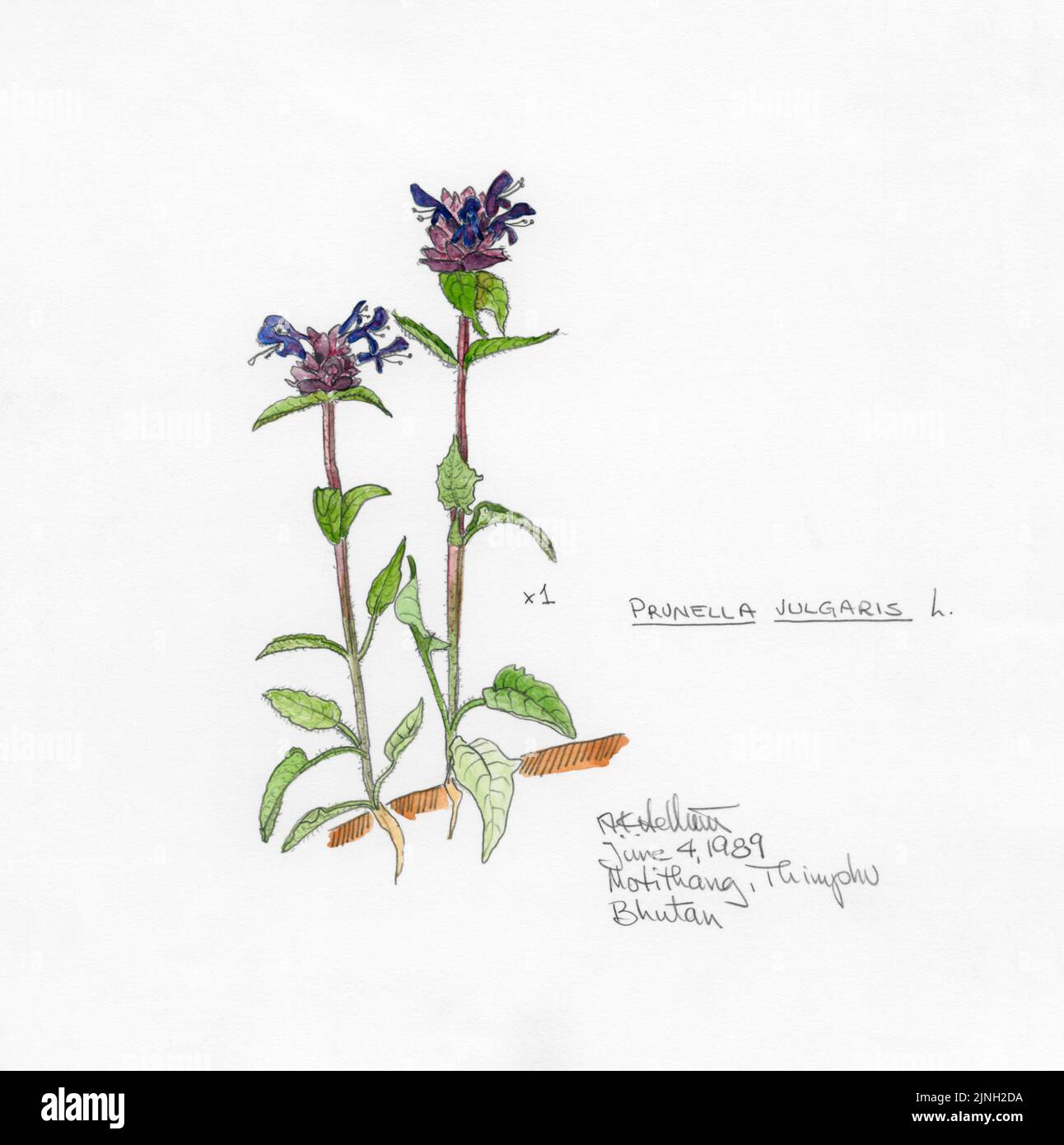Prunella vulgaris (Labiteae) Mothitang, Bhutan June 04, 1989 Stock Photo