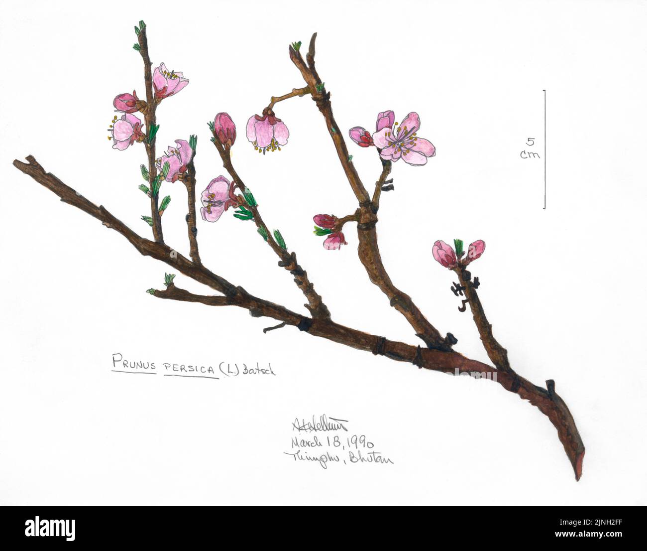 Prunus persica, L. Batsch. painted by A. Kåre Hellum at Thimphu, Bhutan March 18, 1990 Stock Photo