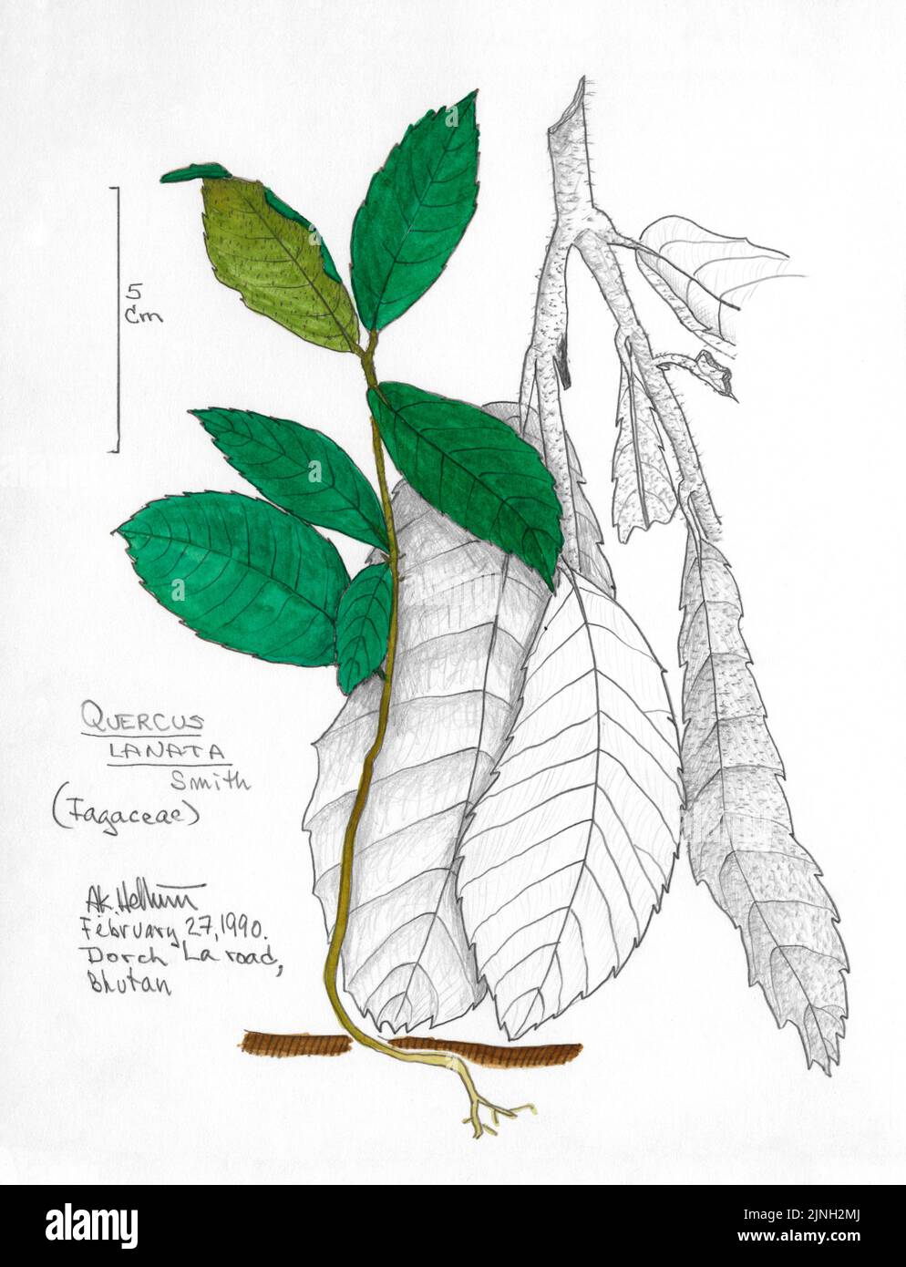 Quercus Lanata, Smith (Fagaceae) painted by A. Kåre Hellum at Dorch La, Bhutan February 27, 1990 Stock Photo