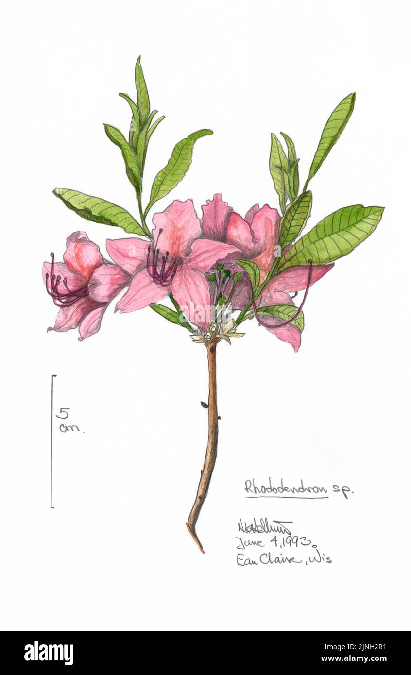 Rhododendron, sp. painted by A. Kåre Hellum at Eau Claire, WI, USA June 04, 1993 Stock Photo