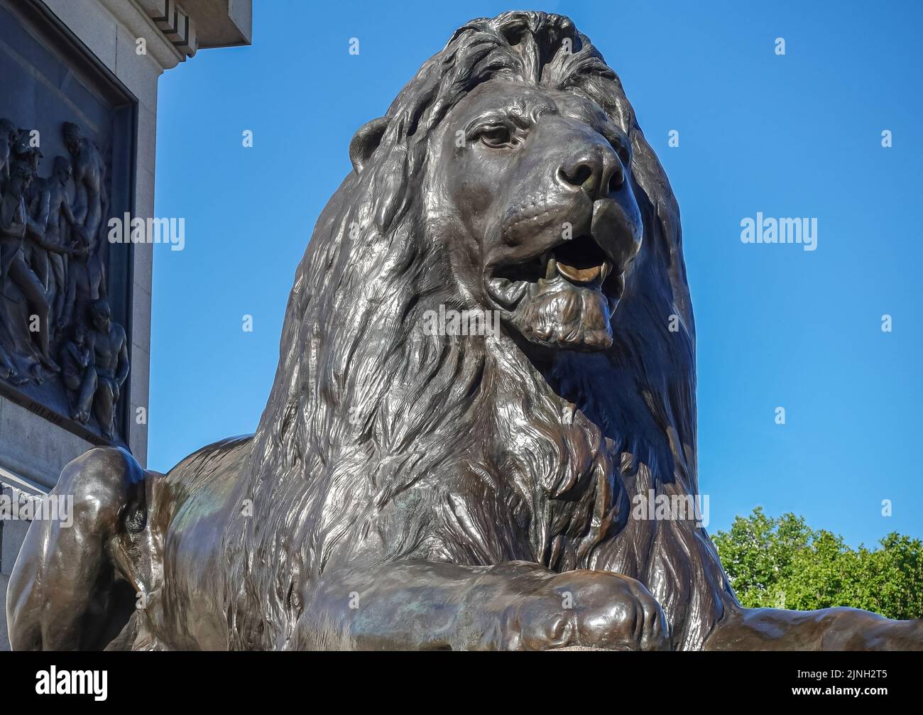 London, UK- July 4, 2022: Trafalgar Square. Frontal face closeup of Black lion statue lying on gray stone pedestal. against blue sky. Some green folia Stock Photo