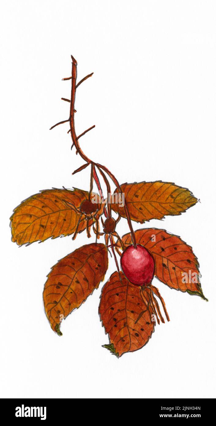Rosa acicularis painted by A. Kåre Hellum at Sherwood Park, AB Stock Photo