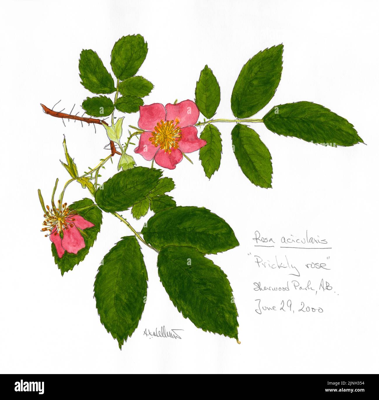 'Prickly rose' Rosa acicularis painted by A. Kåre Hellum at Sherwood Park, AB June 29, 2000 Stock Photo