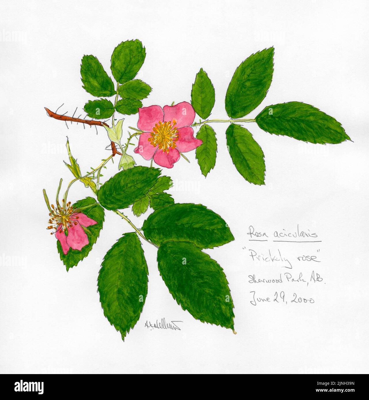 'Prickly Rose' Rosa Acicularis Sherwood Park, Alberta June 29, 2000 Stock Photo
