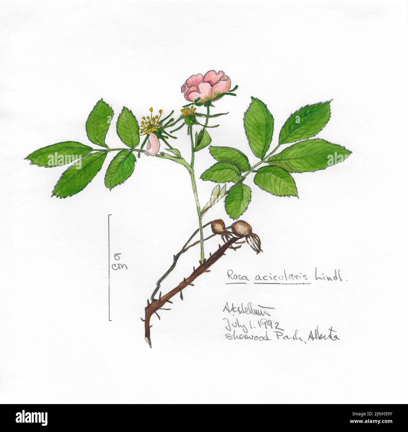 Rosa Acicularis Lindl. Painted by A. Kåre Hellum July 01, 1992 Sherwood Park, AB Stock Photo