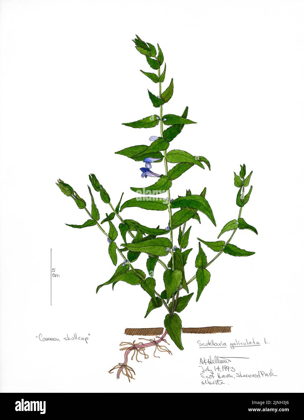 Scutellaria galiculata hires stock photography and images Alamy