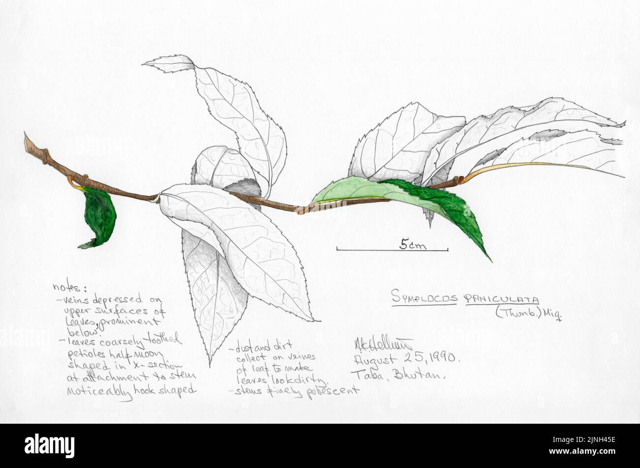 Symplocos paniculata (Thunb.) Mig Taba, Bhutan August 25, 1990 - veins depressed on upper surfaces of leaves, prominent below - leaves coarsely toothe Stock Photo