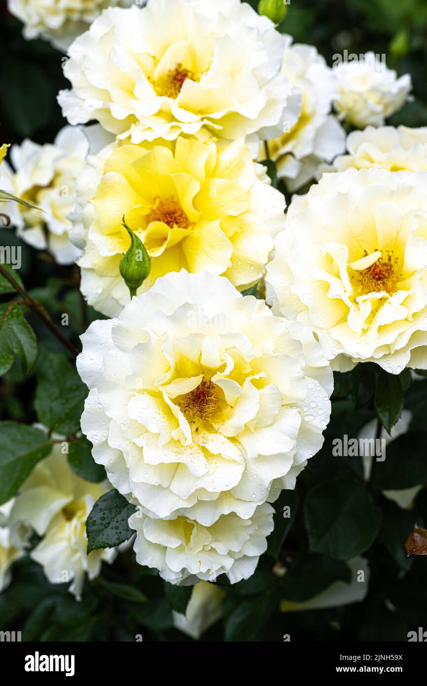 Flowers of 'White Licorice' Floribunda Rose Stock Photo