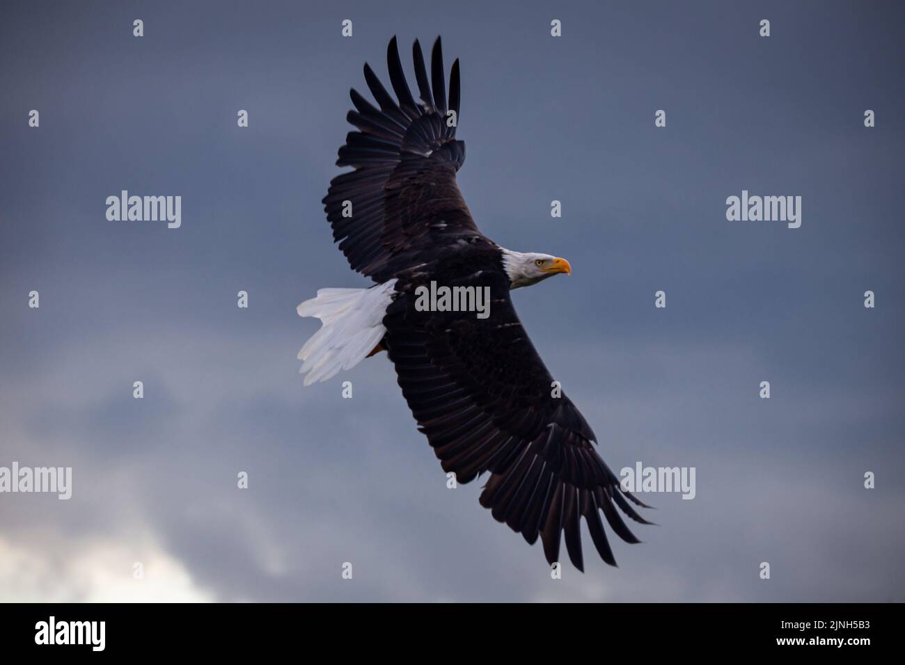 Bald eagle flying with spread wings in the blue sky Stock Photo - Alamy