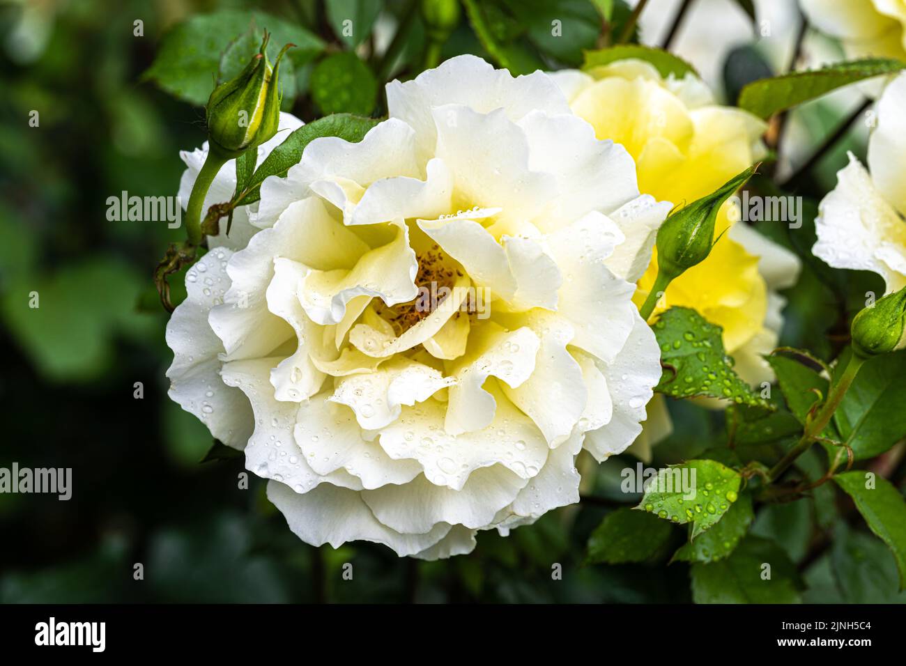 Flowers of 'White Licorice' Floribunda Rose Stock Photo Alamy
