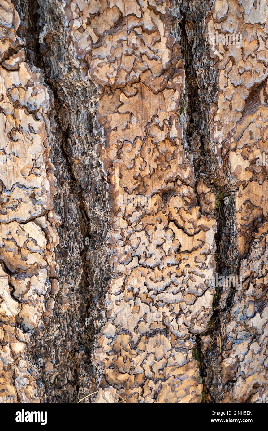 Close-up of the bark of a Ponderosa Pine (Pinus ponderosa ) tree ...