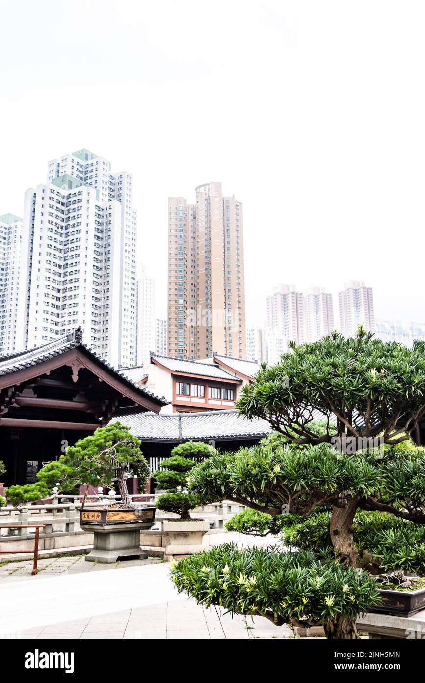 The Buddhist pine plants in pots against a background of traditional Chinese roofs and skyscrapers Stock Photo