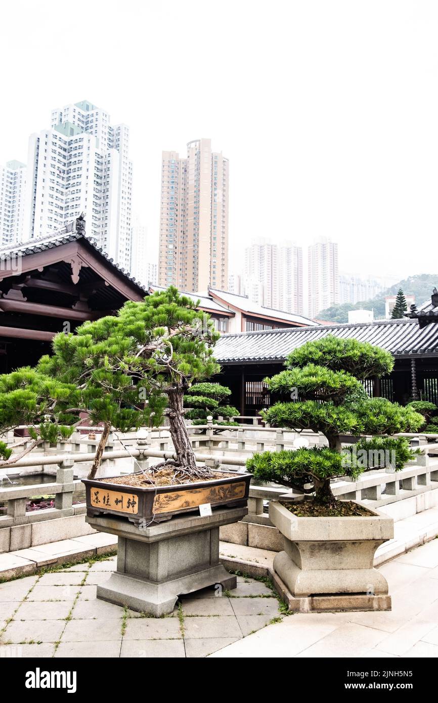 Two Buddhist pine plants in pots against a background of traditional Chinese roofs and skyscrapers Stock Photo