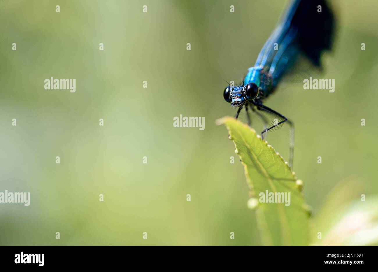 A dragonfly is a flying insect belonging to the order Odonata, infraorder Anisoptera (from Greek ἄνισος anisos, 'unequal' and πτερόν pteron, 'wing', b Stock Photo
