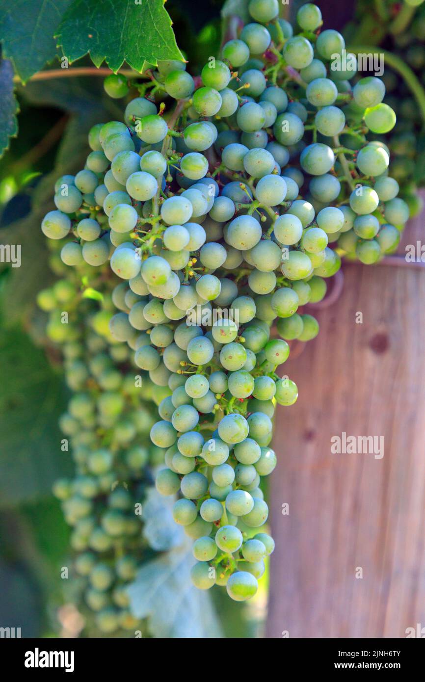 Merlot is a dark bluecolored wine grape variety, that is used as both