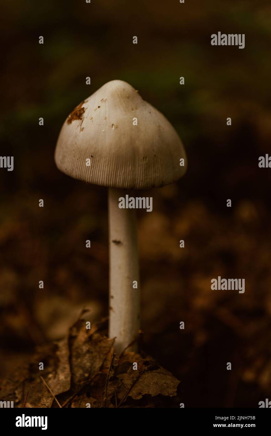 Macro image of a single small mushroom poking up out of the leaf litter Stock Photo