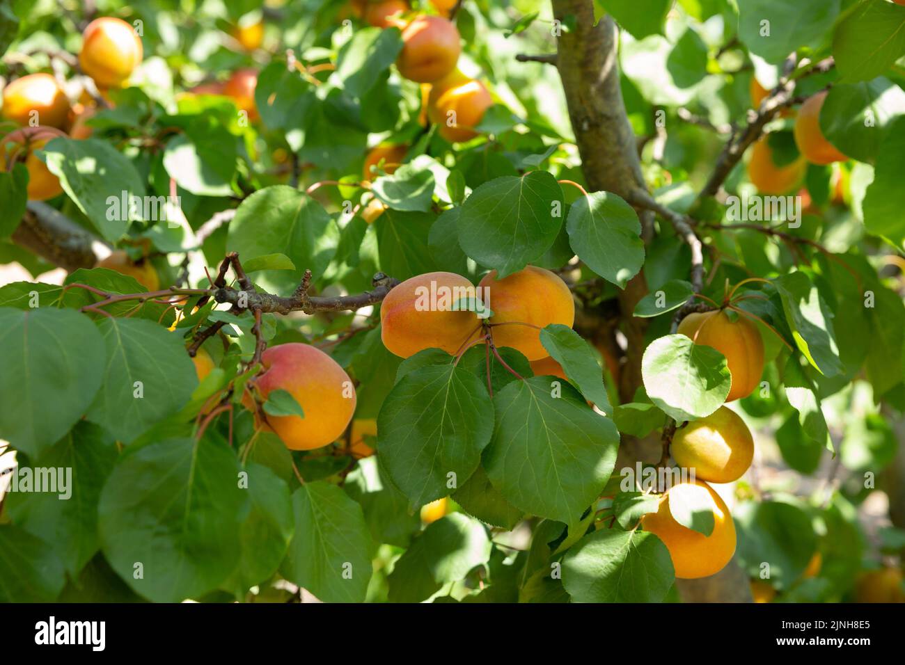 Fresh apricots ripe juicy hi-res stock photography and images - Alamy