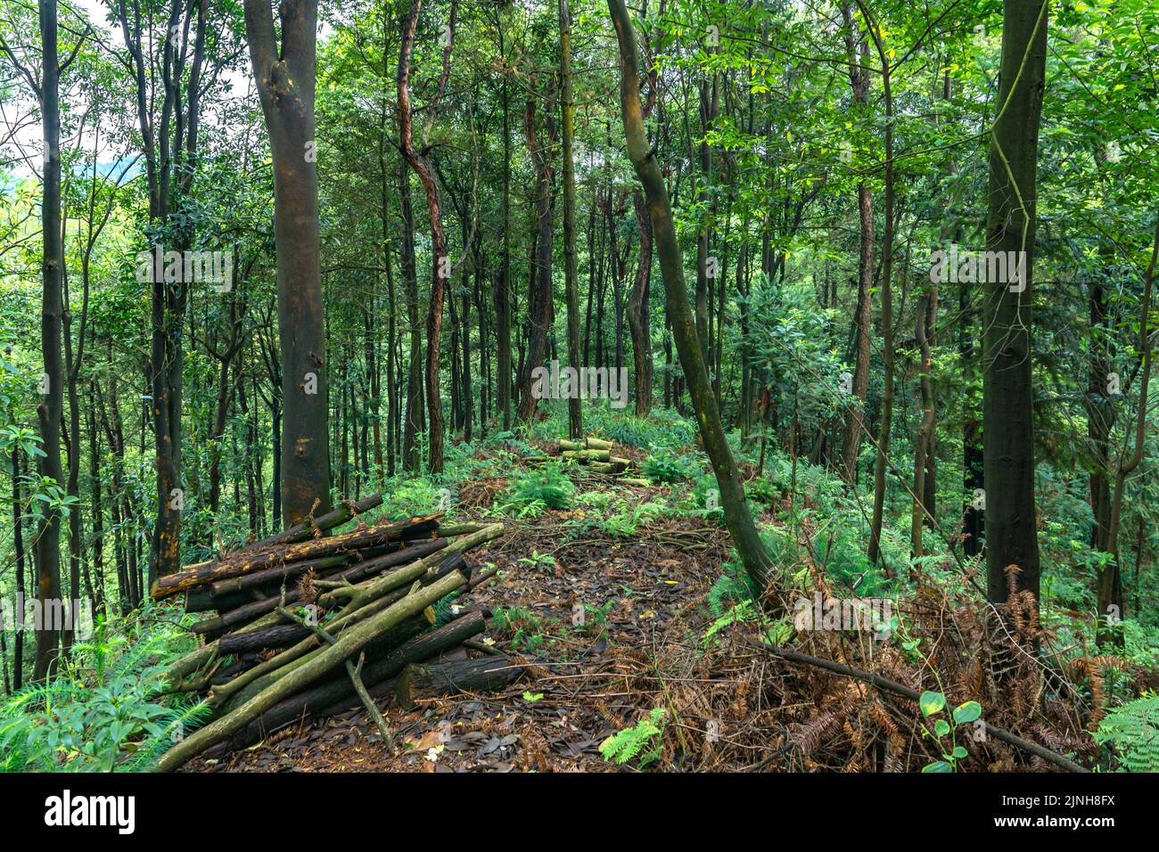 Shot forest evergreen trees hi-res stock photography and images - Alamy