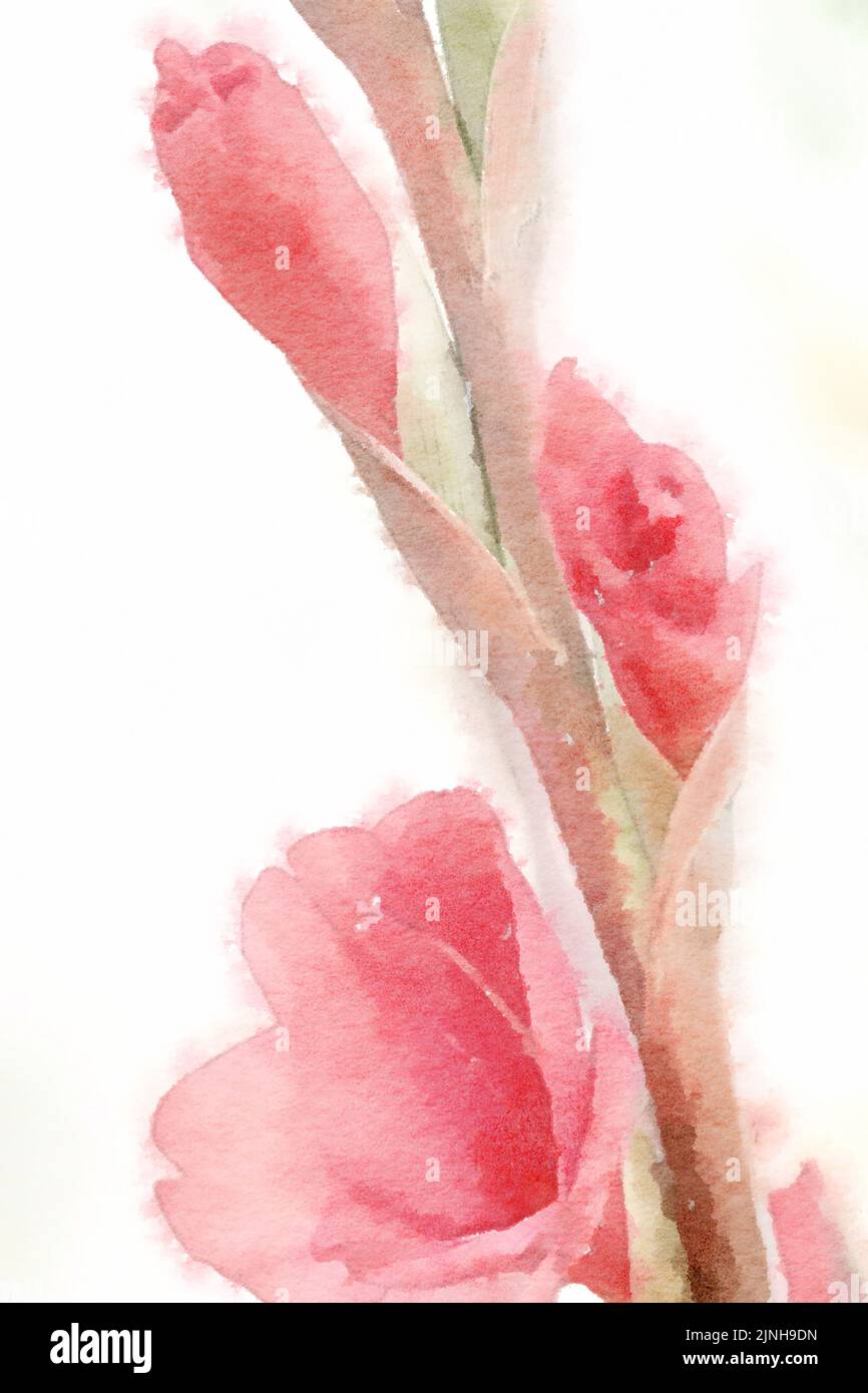 Flower watercolor painting close up pink gladiolus. Stock Photo