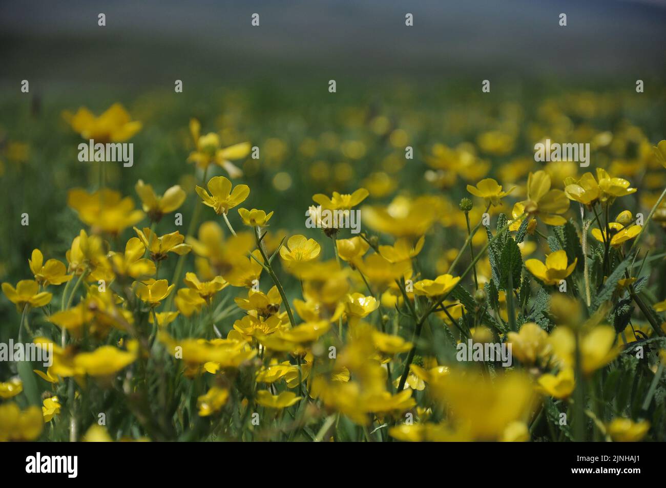 A field with beautiful yellow bulbous buttercup flowers Stock Photo - Alamy