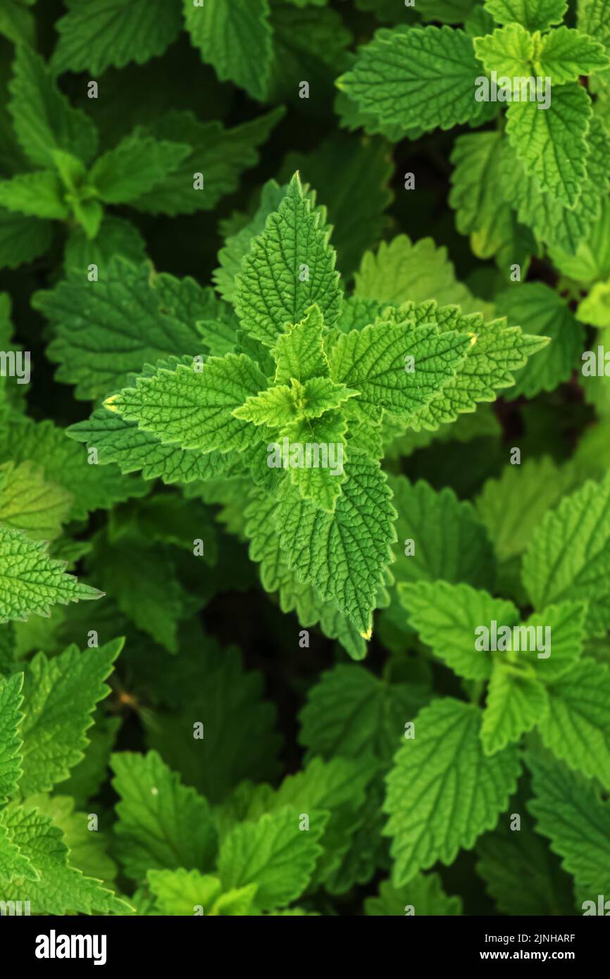 Medicinal plants, herbs motherwort Blooming Leonurus cardiaca or motherwort on nature, selective focus Stock Photo