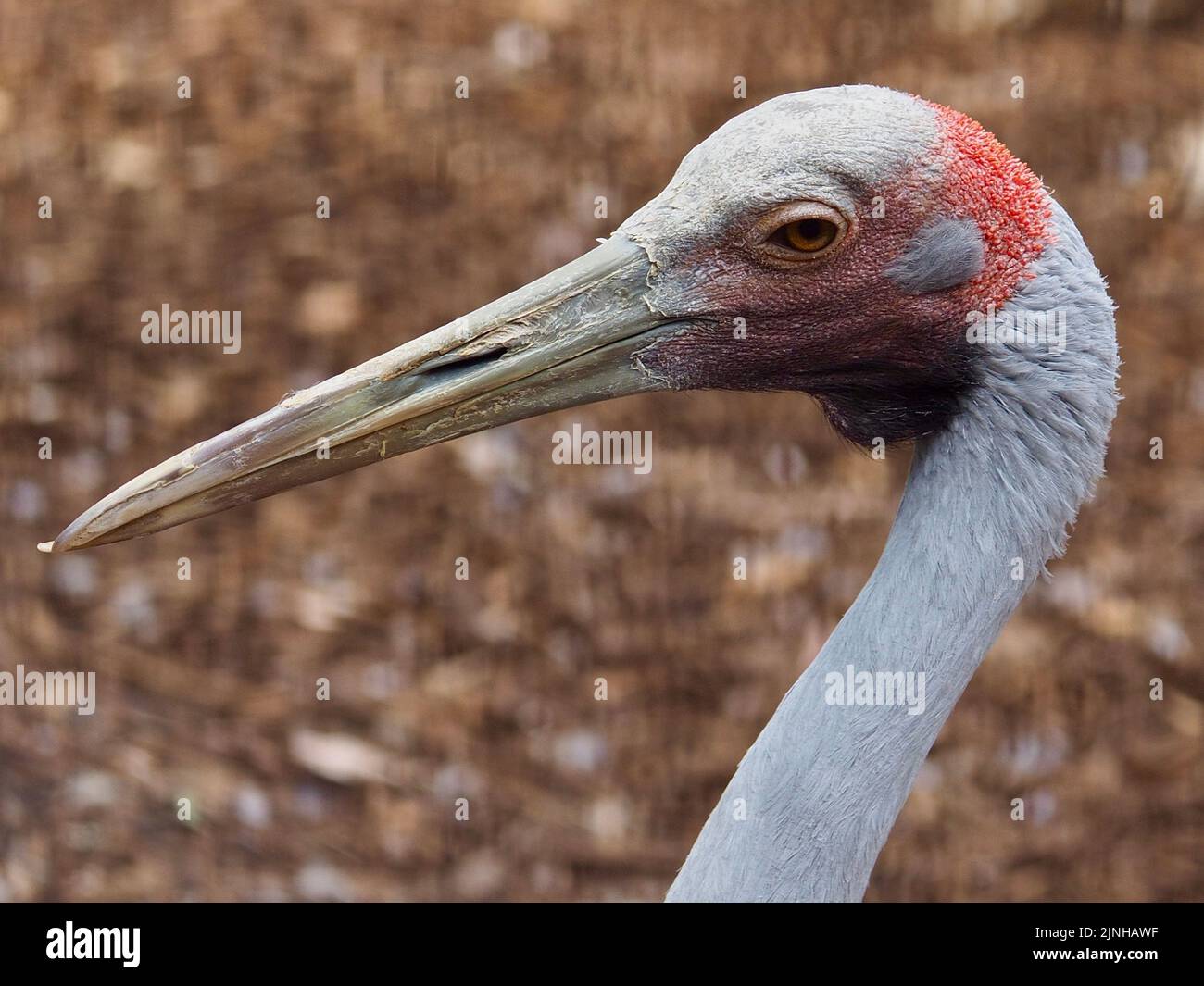 A closeup portrait of a mesmerising captivating Brolga with winsome features. Stock Photo