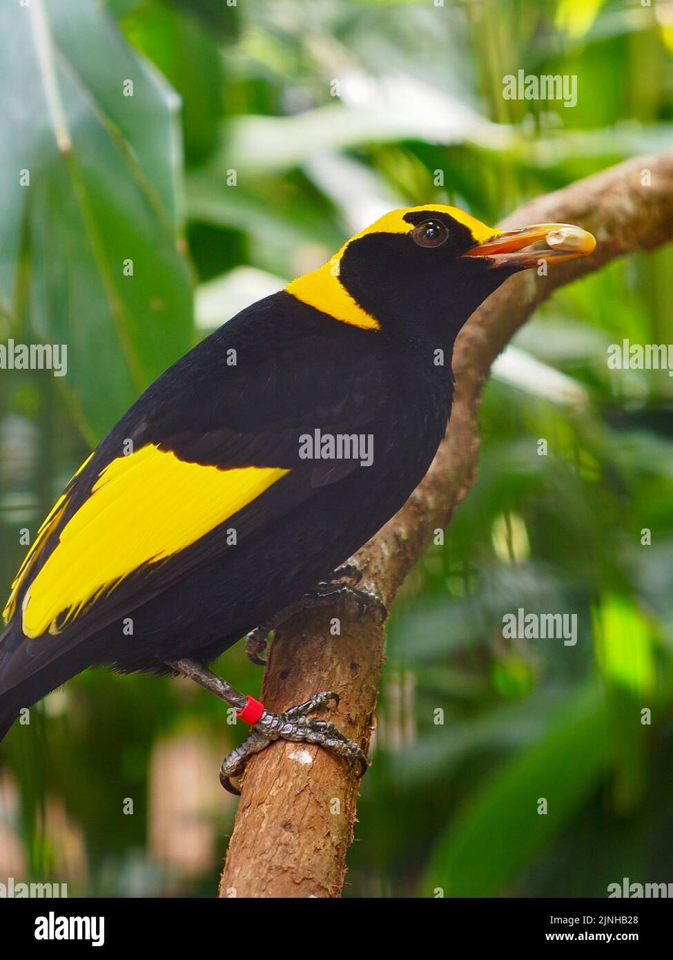 Exquisite elegant male Regent Bowerbird with distinctive yellow and black plumage. Stock Photo