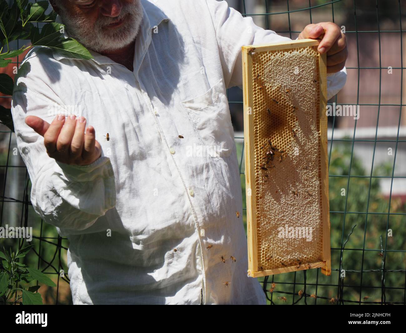 Master bee keeper pulls out a frame with honey from the beehive in the ...