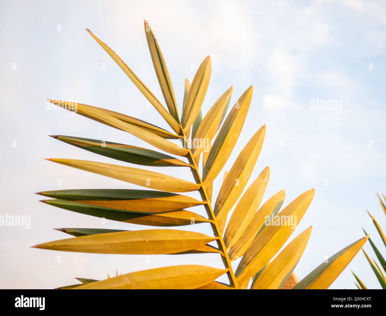 Thin long palm leaves. Background from plants. Beach. Palm leaves at sunset. Stock Photo