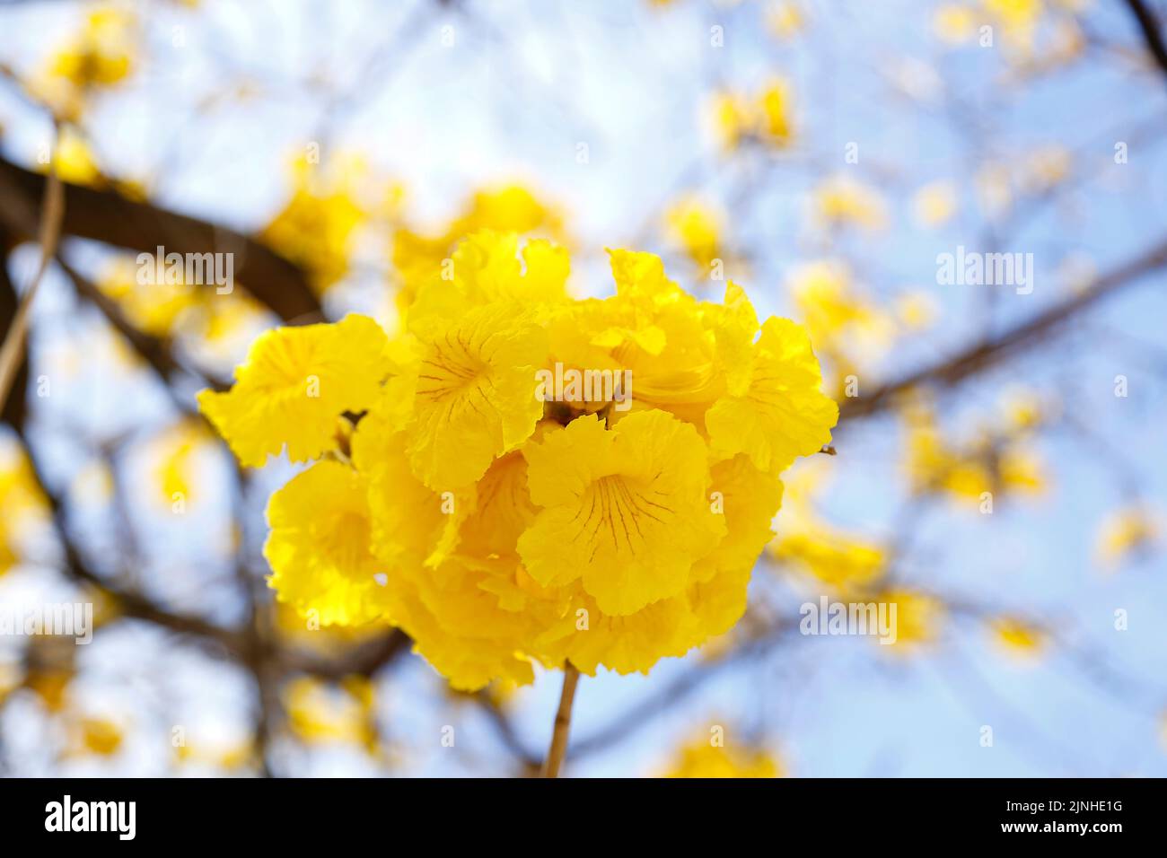 Flower detail on yellow ipe tree in early bloom with bright blue sky in the background Stock Photo
