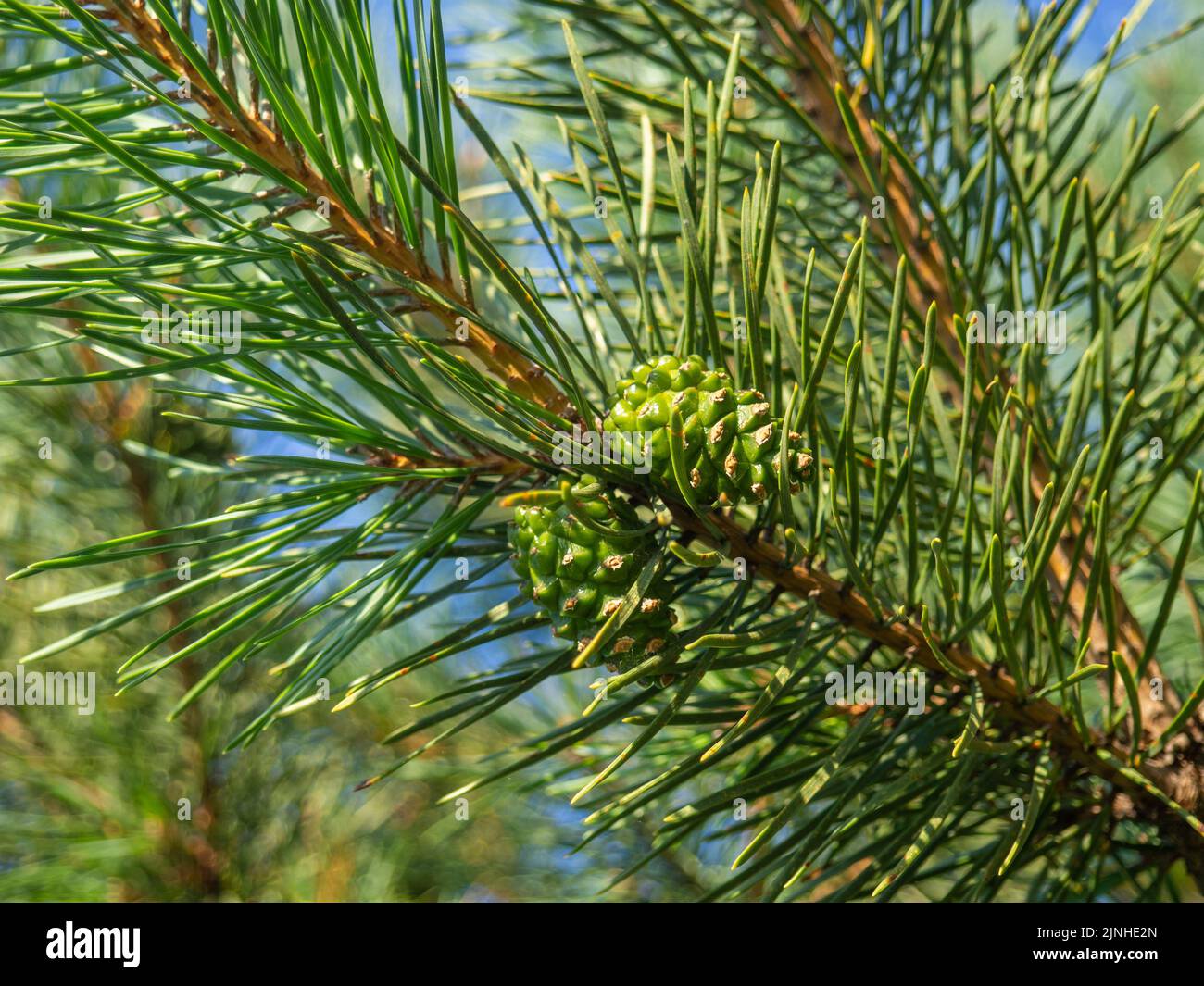 Young green pine cone. Pine branch with needles closeup. Foliage of a