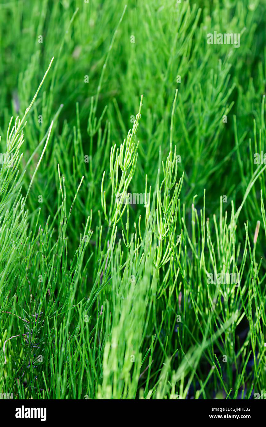 Common horsetail background, vertical photo Stock Photo Alamy