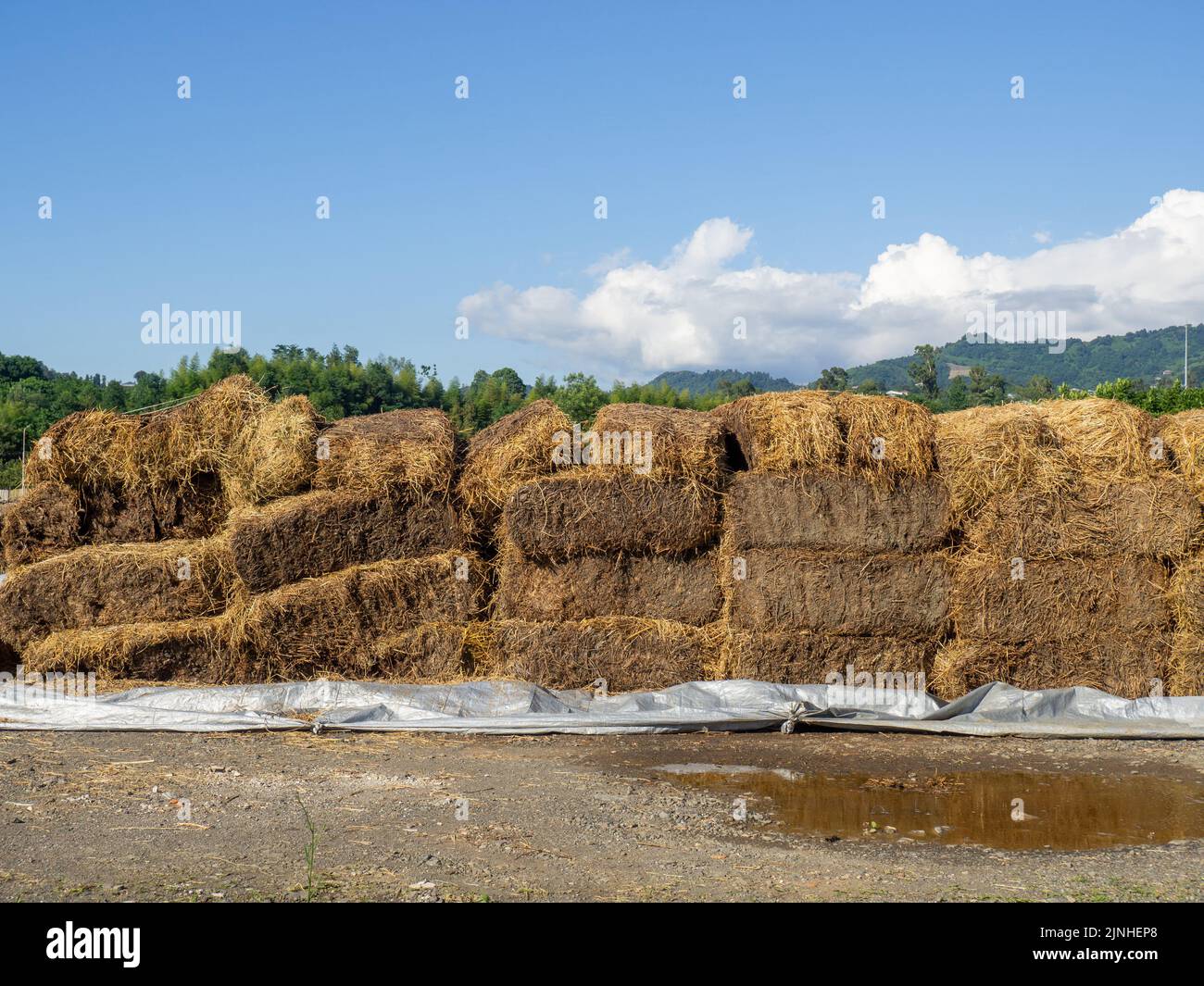 Sale of feed for livestock. Hay blocks. Lots of hay. Horse feed