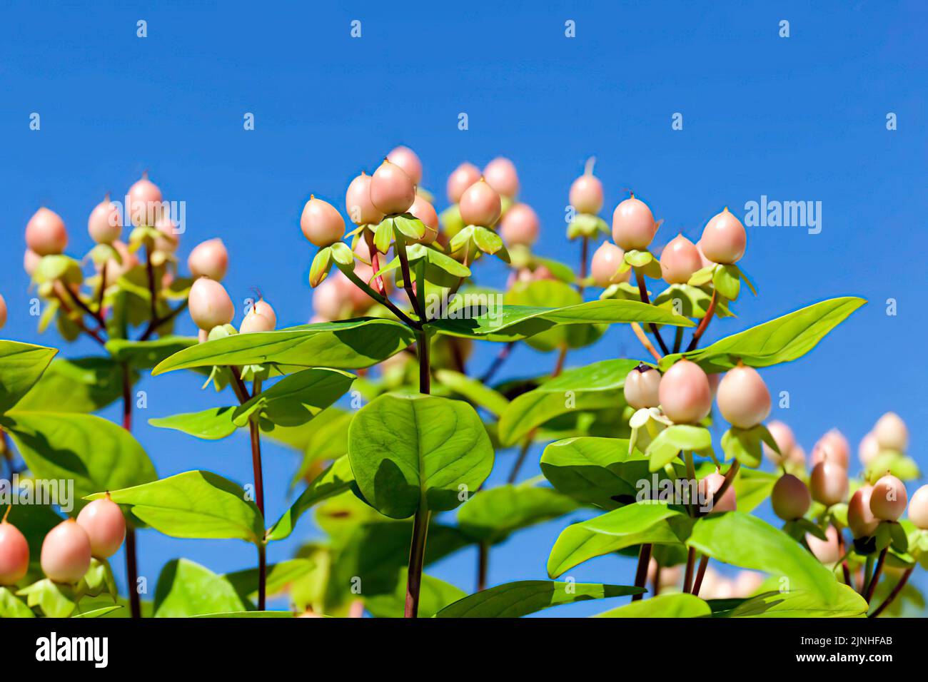Hypericum inodorum against blue sky background Stock Photo