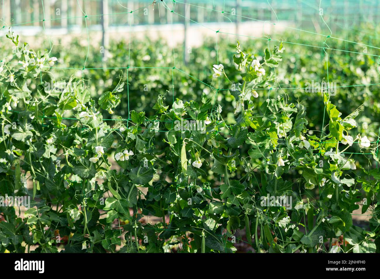 Java Check Peas Pea plant ripening green hi-res stock photography and images - Alamy