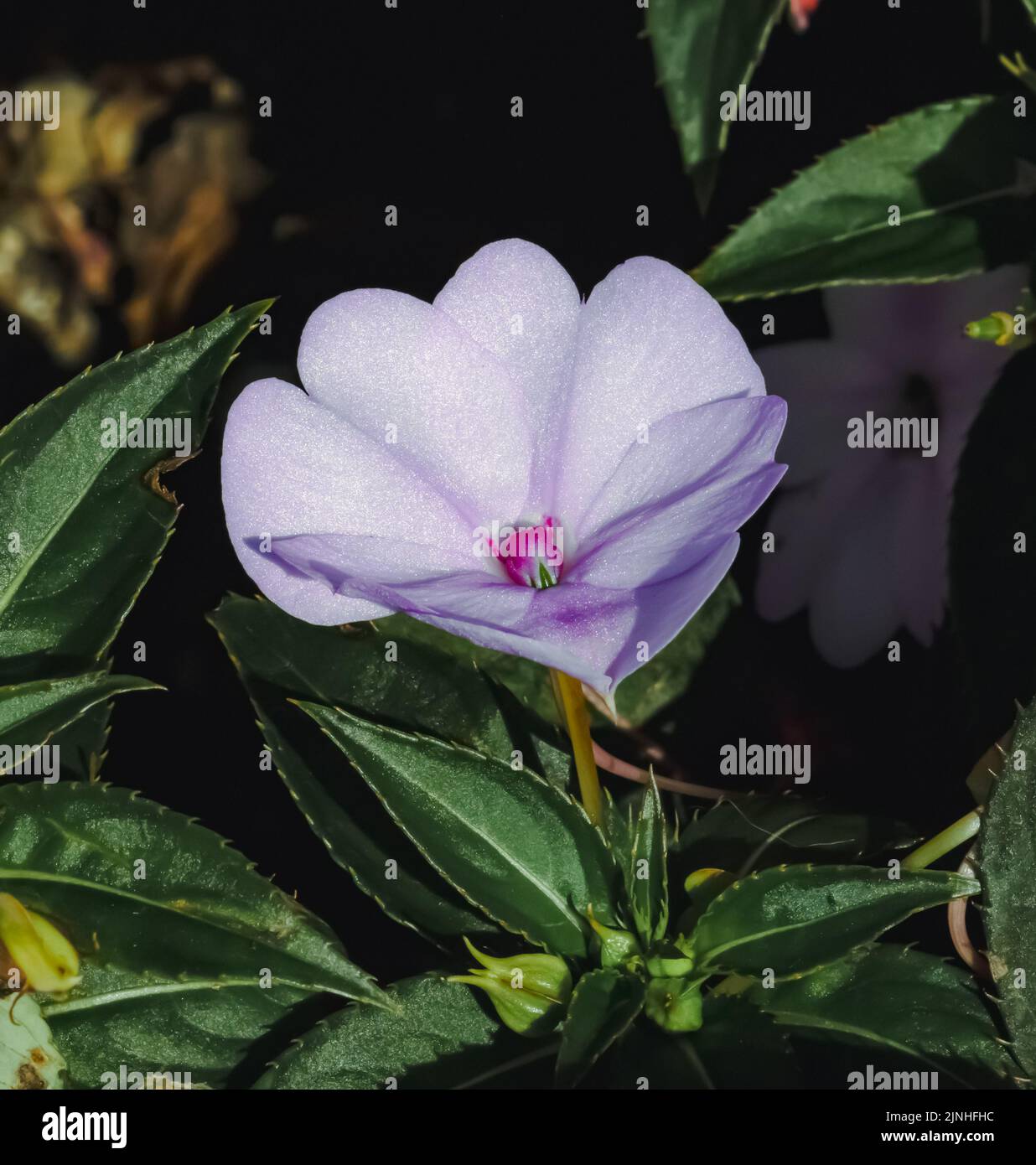 pink and white impatiens heart shaped flower closeup satin texture