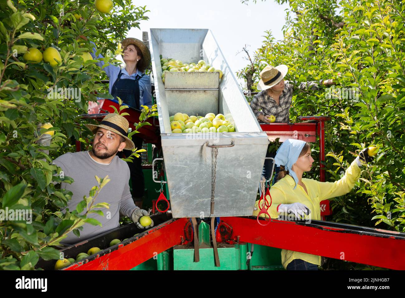 Farmers working on harvesting platform Stock Photo