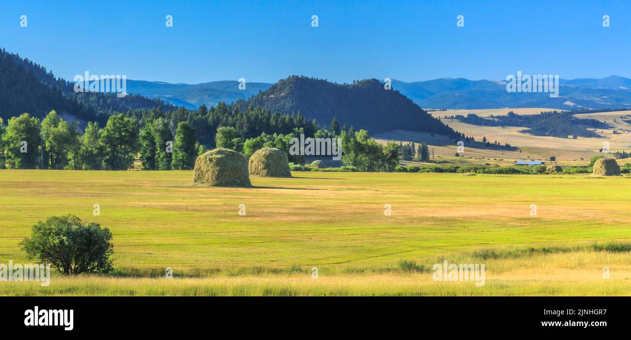 panorama of haystacks in the avon valley near avon, montana Stock Photo