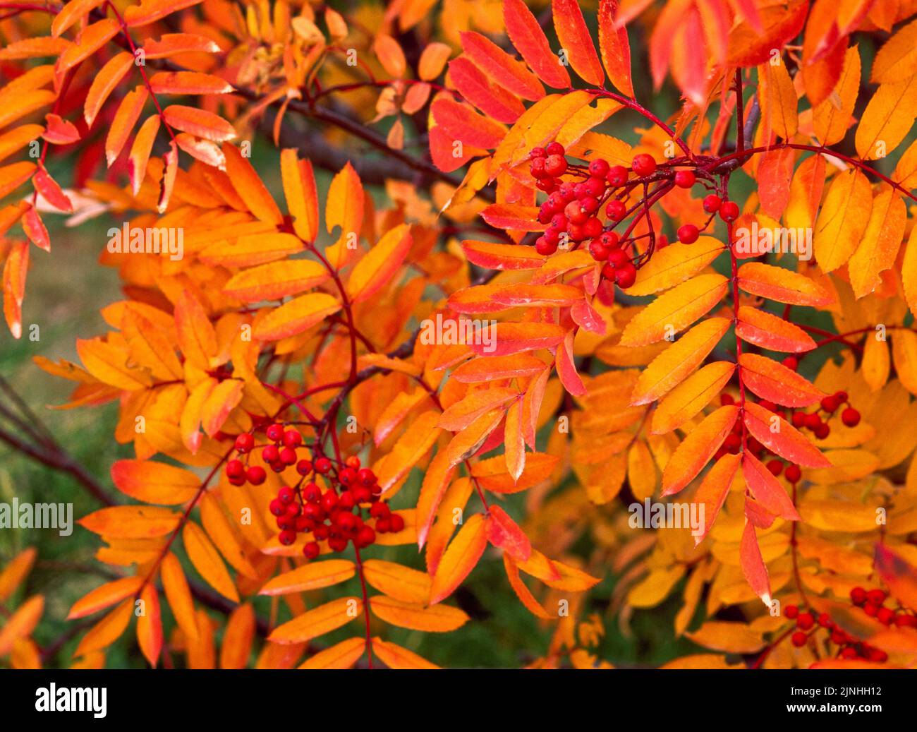mountain ash in fall color in montana Stock Photo